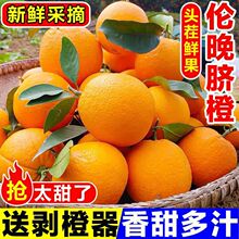 果园直发伦晚脐橙秭归脐橙新鲜水果春橙3斤当季应季大果伦晚橙