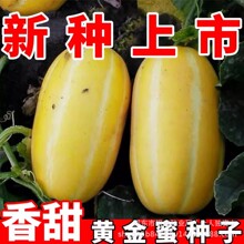 黄金蜜甜瓜种子甜掉牙种籽水果香瓜籽原装四季水果种子大全菜种子