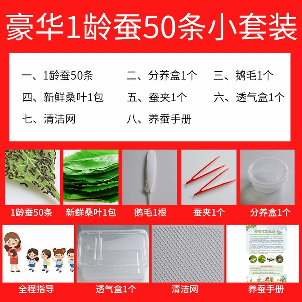 Luxurious 1-year-old silkworm 50 small set