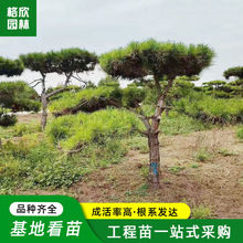 造型黑松树基地直发园林观赏迎客松树形优美5-20公分工程绿化松树