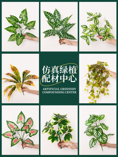 ���ٻ��[�Oֲ���쾰���Ϸ����Gֲ��С���~�ә����b[��