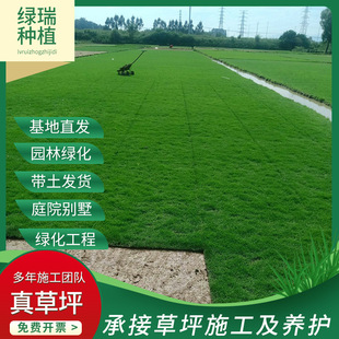 Wholesale Turf Park Community Green Belt Soil Real Turf Golf Course Lawn Football Field All Year Round Green Lawn