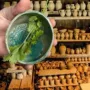 跨境新款剥离pottery剥离器