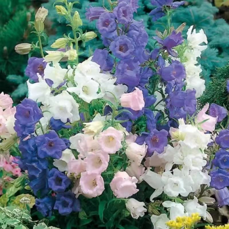 Venta al por mayor de semillas de flores y plantas eustoma malvarrosa peonía cobre dinero hierba margarita rosa sol peonía flor combinación de flores