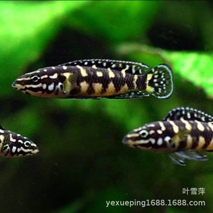 ��P�P�����~���������~���w�R��̹�����B�ןᎧ�^�p�~��ˮ�~���l