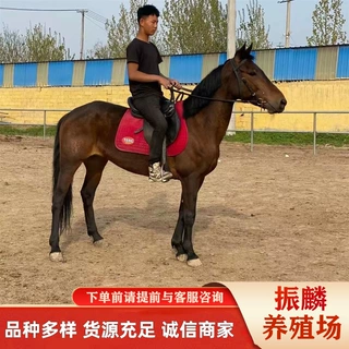 供应骑乘阿拉伯马多少钱 马匹养殖场哪里有 景区可骑乘马