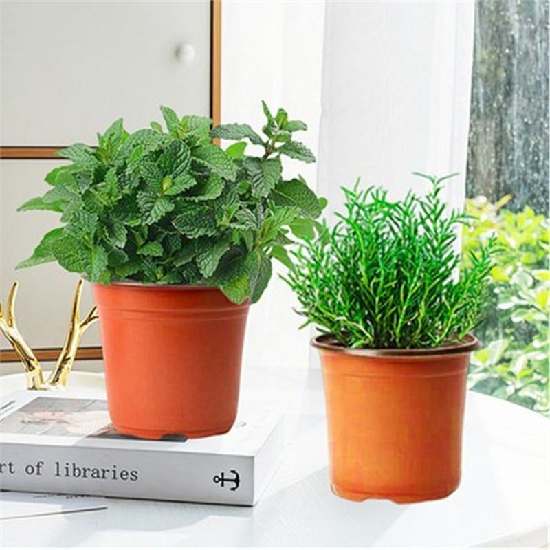 [중형 화분 식용 조합] 로즈마리 + 민트(원래 흙에는 화분이 포함되어 있지 않음) + 영양액