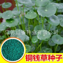 批发铜钱草籽种子大叶子水养种种籽水培植物花卉招财绿植迷你盆景