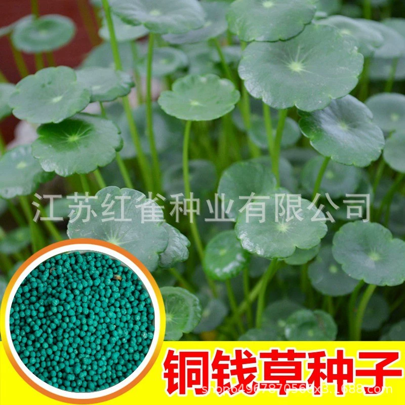 Оптовая продажа медных монет семян крупнолистовых семян гидропонных растений цветочных семян гидропонных растений цветок зеленого растения Мини Бонсай