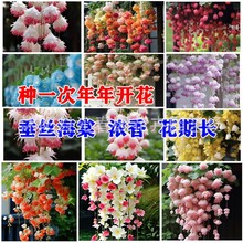 ���z���Ļ��N�����׻��ļ��N�_���N�_���҃�����ֲ�ﻨ������ֲ��