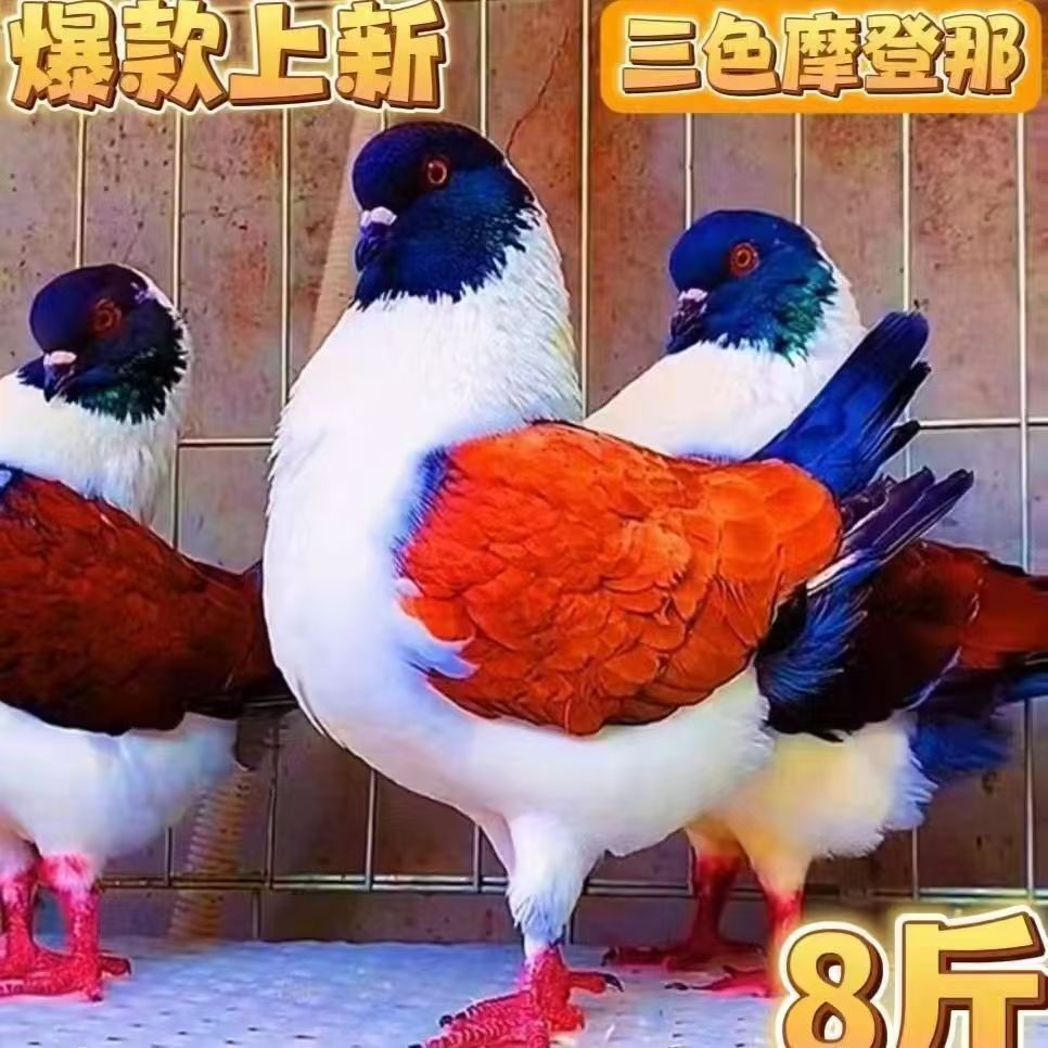 巨型纯种元宝鸽子活一对特大体种鸽幼鸽观赏肉鸽一公一母包活下蛋