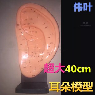 ���~���jͨ�����ģ�Ͷ���Ѩλ���NѨλ����^����Ħᘾ�40cm�̌W
