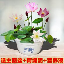 碗莲水培植物花卉室内花好养四季开花种子籽荷花小盆栽睡莲景阳台