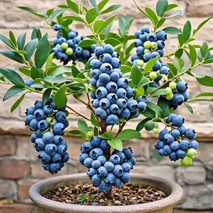 ����{ݮ����-��������-�ļ����G�m���ϱ���ͥԺ�����{ݮ�������