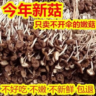 茶树菇干货批发无硫煲汤材料不开伞古田鲜嫩茶树菇
