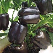 紫方椒麻辣椒种子特色蔬菜紫红色辣椒种籽花青素方椒薄皮椒香辣