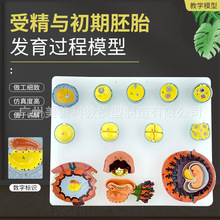 �ܾ��c������̥�l���^��ģ���Ѽ����l���D�a��Ӌ�������̌W̥�P