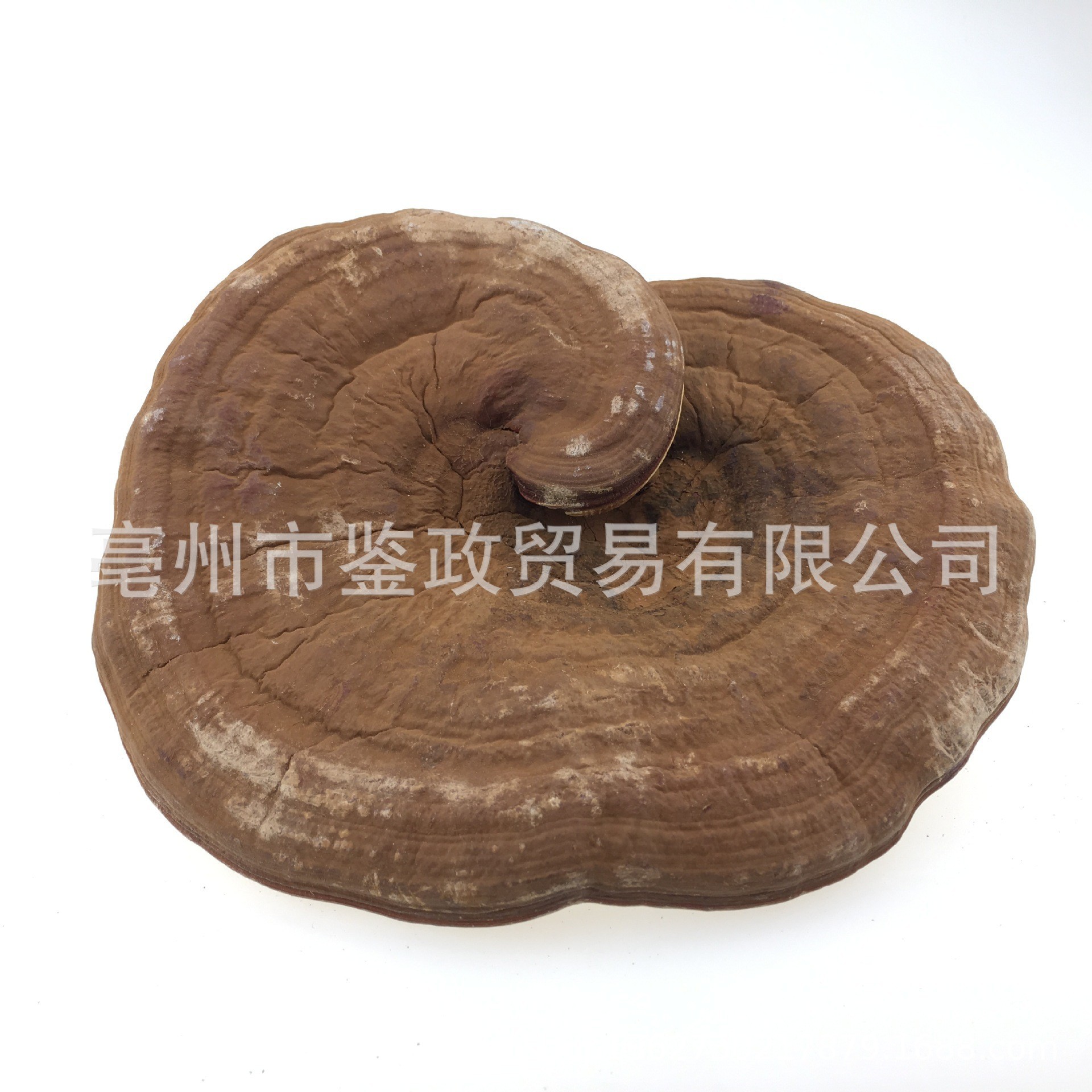 Dried Red Reishi Mushroom Whole Ling Zhi Ganoderma lucidum Traditional Herbal Tea and Decoction Herb 500g quality and texture