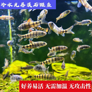 ���B��ˮԭ���^�p�~С�͵�ˮϪ��ʯ�߹ⴽ�~���Q�~���wȺ���е׌�