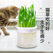 猫草盆栽猫薄荷猫草粒小麦种子种好无土水培化毛草幼猫成猫咪零食