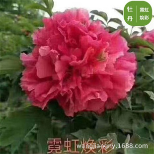 ���G����tĵ���������Դ����҃��̨���ĵ�����N��ͥԺ�ͺ�����