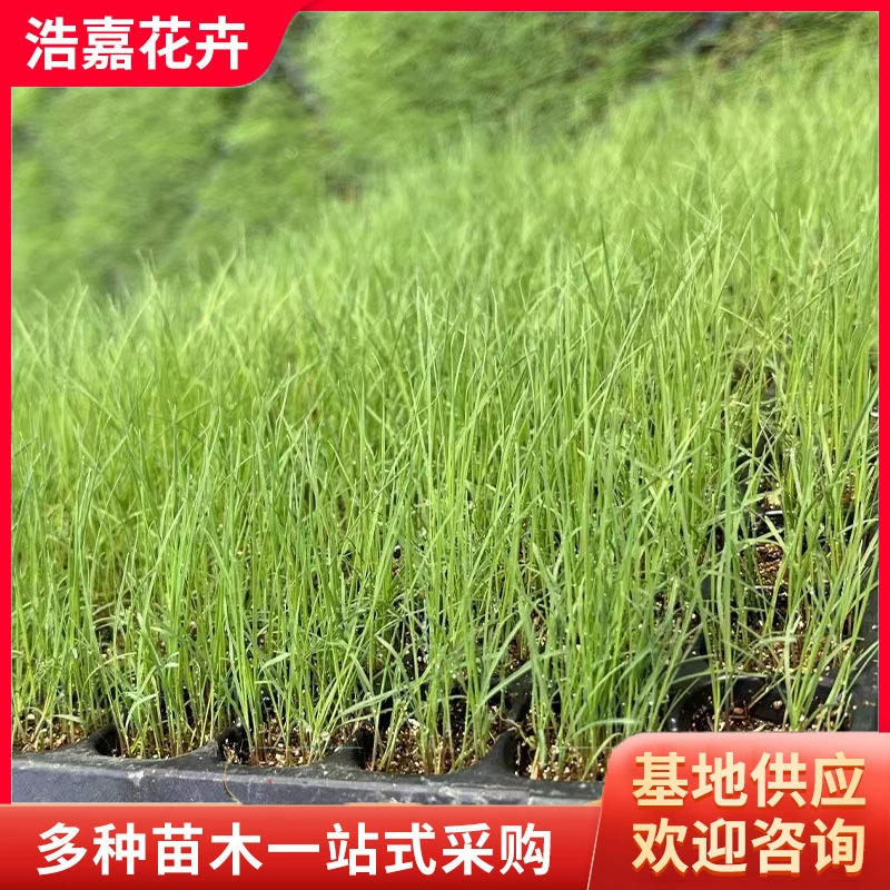 Розово-белый миксантус в горшке, многолетняя трава для паркового озеленения, цветочное море, миксантус для озеленения, рассада миксантуса