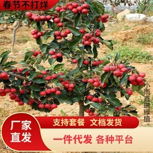 һ�����lɽ���޽��������ɽ高����Ϸ������NֲͥԺ���Ե��Թ�