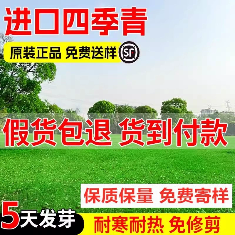 Импортированные американские семена зеленого газона