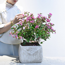 白紫薇樹 白紫薇樹批發 促銷價格 產地貨源 阿里巴巴 白紫薇樹 白紫薇樹批發 促銷價格 產地貨源 阿里巴巴