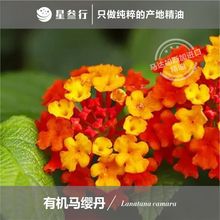 马缨丹精油有机单方精油马达加斯加产地香薰按摩芳疗植物精油原料