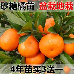 ɳ�ǽۘ����ϱ����Nֲ�o��ɰ�����Ә���޽ӽ��Ә�����Ԯ���Y��