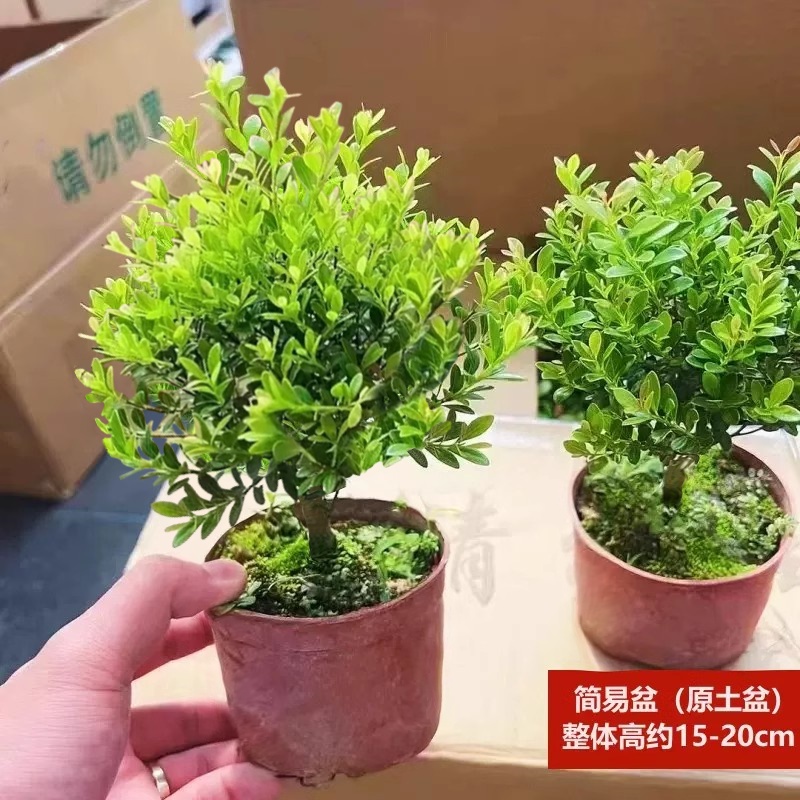 기간 한정 플래시 세일 A급 품질 작은잎 피니지늄 + 원래 화분 + 비료