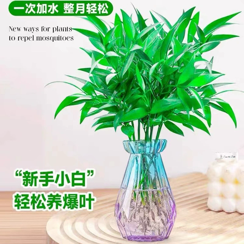 Гидропоника в горшках, новый любимый репеллент от комаров, бамбук, домашняя гостиная, настольный зеленый цветок в горшке, четырехсезонный вечнозеленый репеллент от комаров, бамбук
