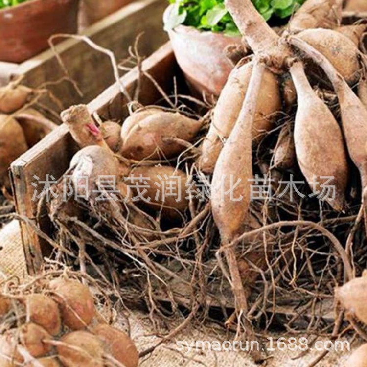 Садовое Выращивание Цветочных Растений Горшок Цветы Георгина Семена Многолетние Семена Георгина Корень Георгина