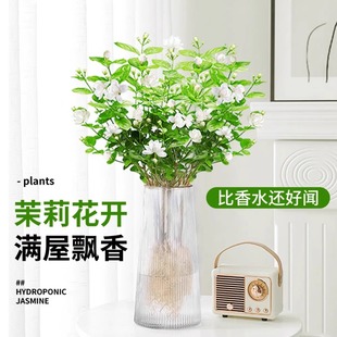 ����ˮ��ֲ�����Ԏ������k���҃�������B���˾Gֲˮ�B�������l