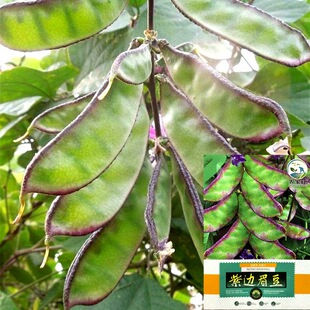 ��߅�ⶹ�N�ӽ��G����ļ����������ļ�����ͥԺ�r���߲˷N����@