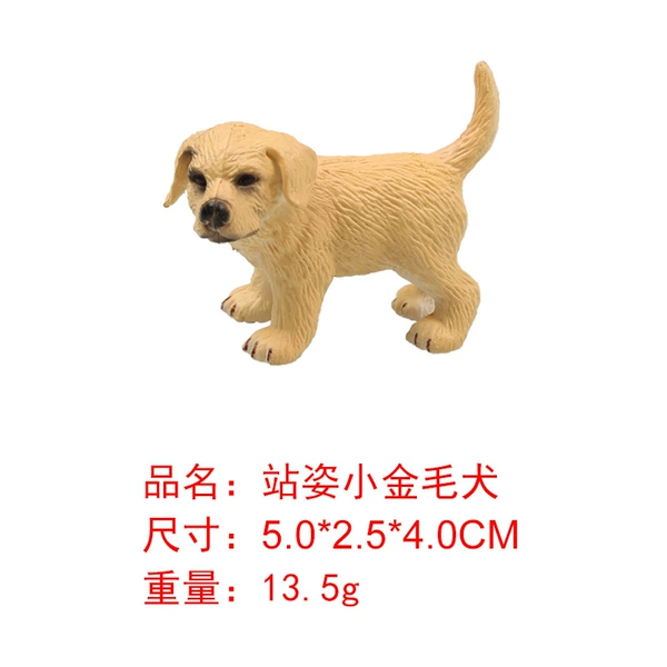 M4048 standing position little golden retriever