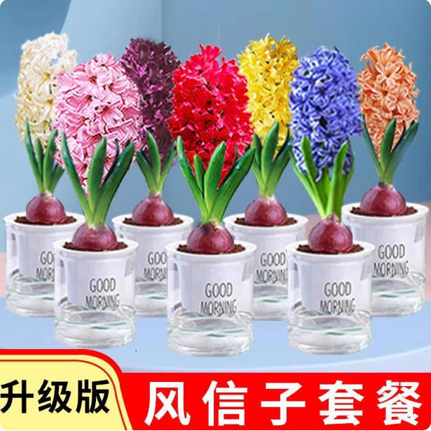 风信子种球水培套装四季水养郁金香花卉室内耐寒土培绿植秋冬盆栽