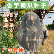 广东香芋南瓜种子正宗芋头甜南瓜种孑籽早熟浓香南爪种籽蔬菜泓粤