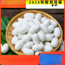 广西双宫茧抽丝手工桑蚕丝棉兜原料竹弓竹撑开茧开茧春蚕茧