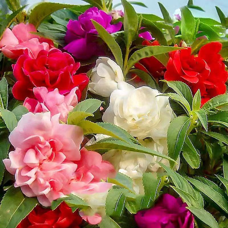 Venta al por mayor de semillas de flores y plantas eustoma malvarrosa peonía cobre dinero hierba margarita rosa sol peonía flor combinación de flores