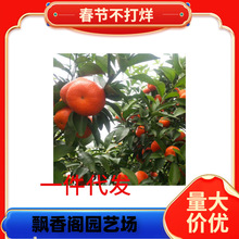 ���Ϲ��������l��Ҋ�s�������Ը̽۹������θ̘���Ƥ������ɷNֲ