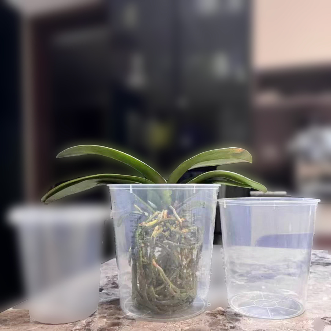 一次性透明塑料调漆杯油漆桶加大加厚透明塑料桶透明花盆大容量