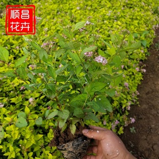 ������ ���ܻ������@�־��^ֲ�� ���������G��ͥԺ�^�p������