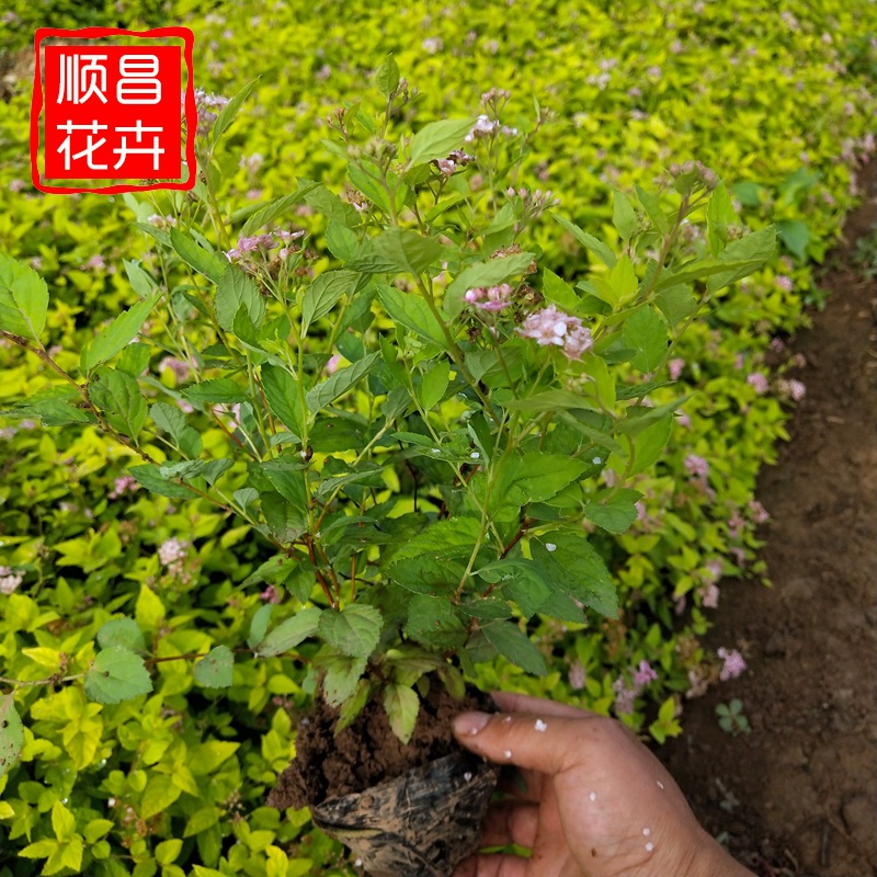 绣线菊 花卉基地批园林景观植物 花坛花境绿化庭院观赏绣线菊