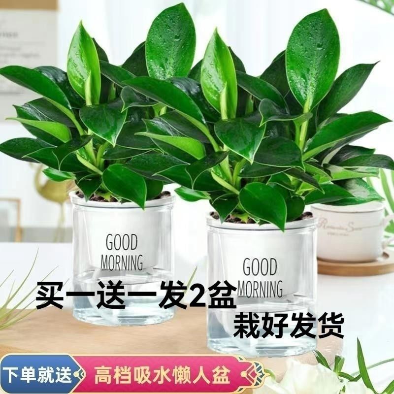 마약왕 + 굿모닝 화분 특가 화분 2개 + 영양액