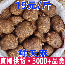 新鲜天麻 云南昭通天麻 小草坝现挖鲜天麻