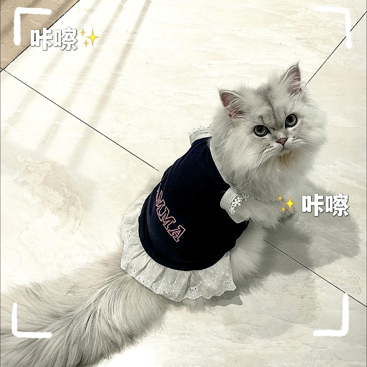 Домашние животные камзолы одежда летом тонкая дышащая горячая девушка кружева собака одежда кошачий жилет одежда мальзис