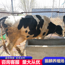 高产奶牛养殖场 养牛改良牛犊 黑白花奶牛怀孕牛养殖场