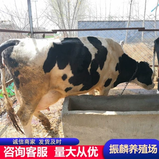 高产奶牛养殖场 养牛改良牛犊 黑白花奶牛怀孕牛养殖场
